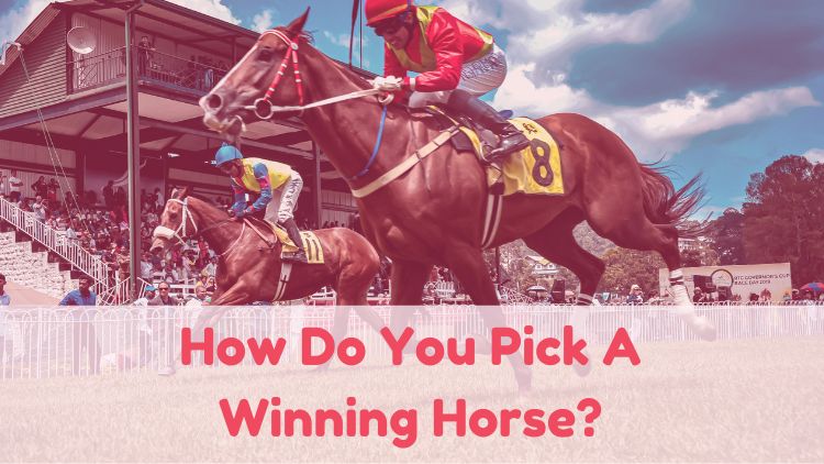 How Do You Pick A Winning Horse?